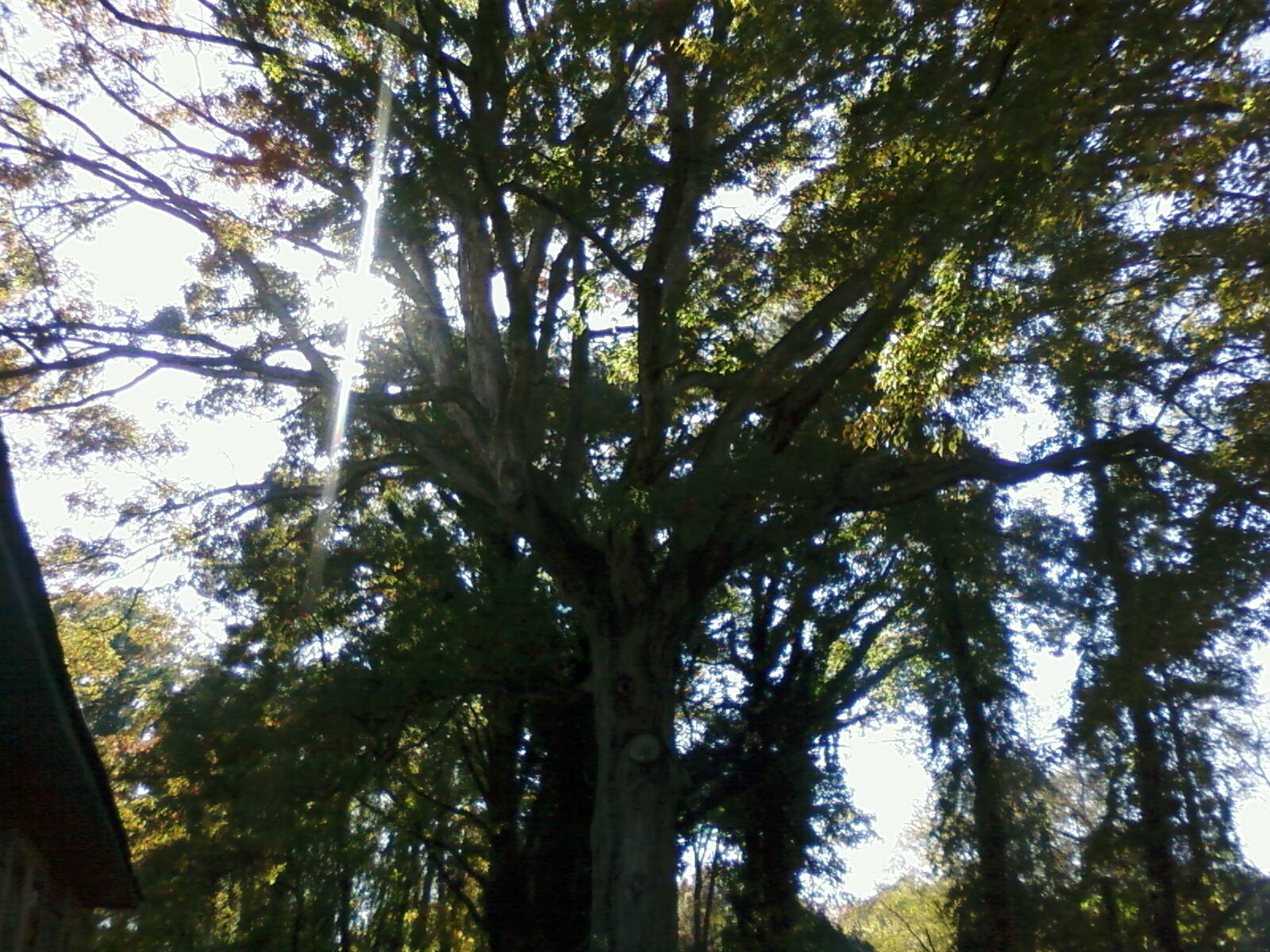 [Tree.jpg]