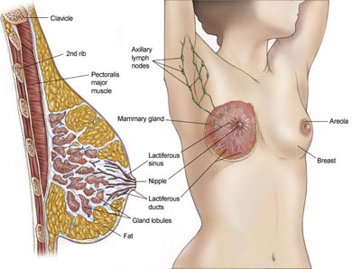 [breastanatomy22.jpg]
