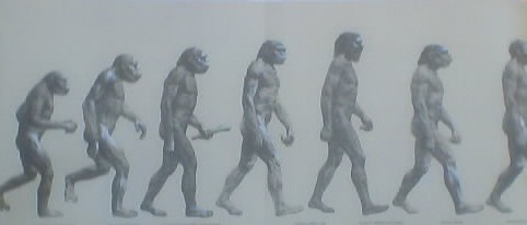 [HumanEvolutionSequenceSmall.jpg]