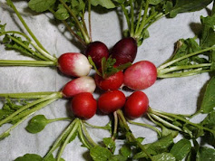 First Radishes