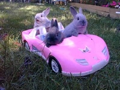 Bunnies Driving in a Car