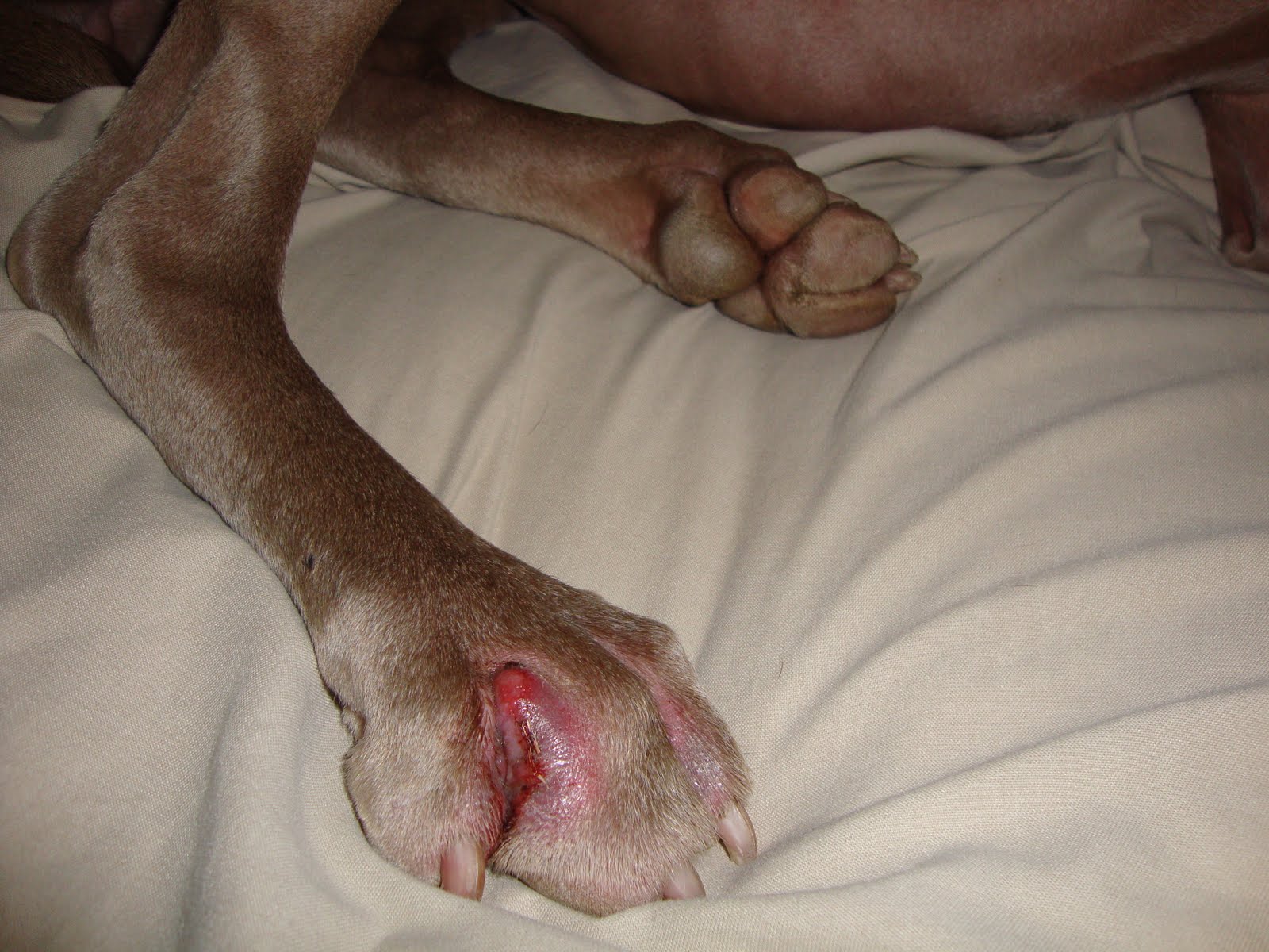 sores between toes on dog. sores between toes on dog.