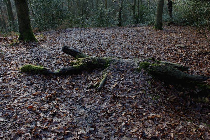 [David+Walker+2.jpg]