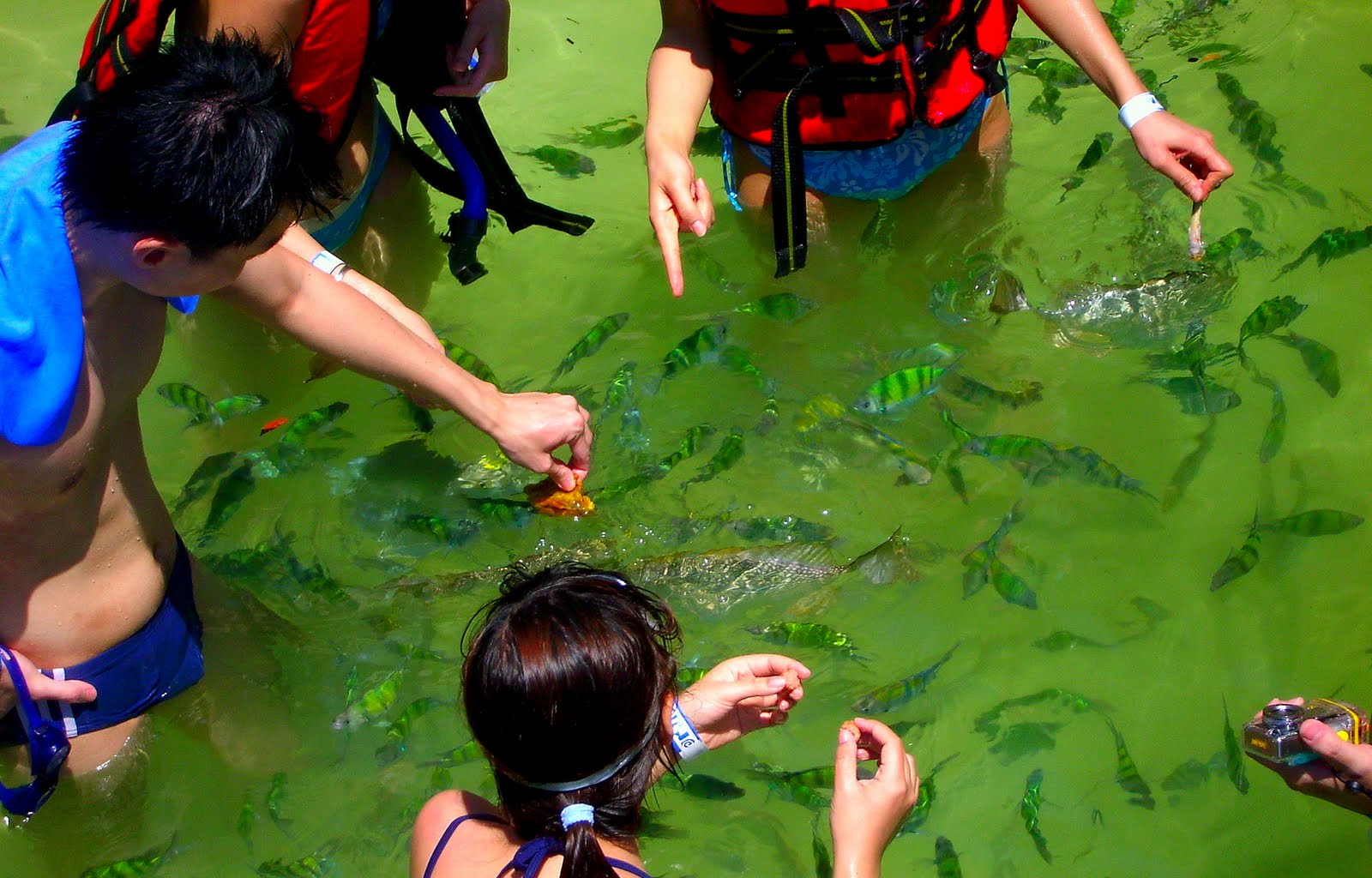 Pulau Payar Package