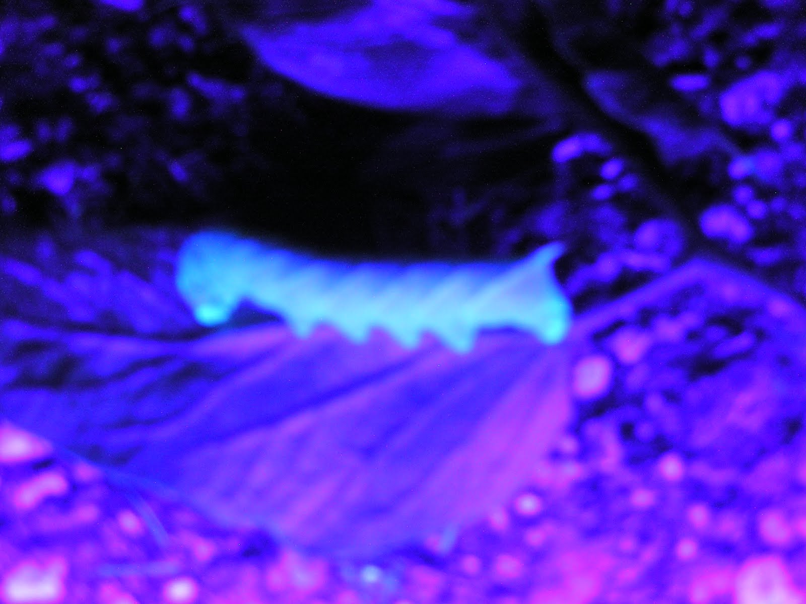 Hunting Tomato Hornworms In The Garden At Night With A Blacklight My