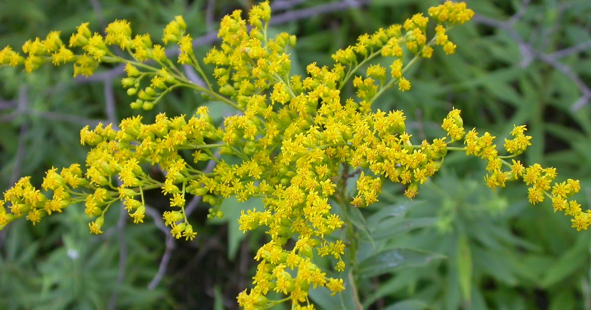 Franklin County (PA) Gardeners Goldenrod and Ragweed