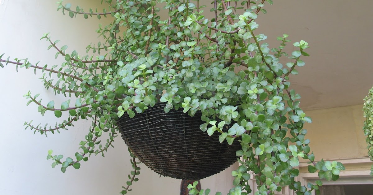 Adventures in Gardening Hanging Plants