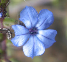 Pequeña oruga y flor