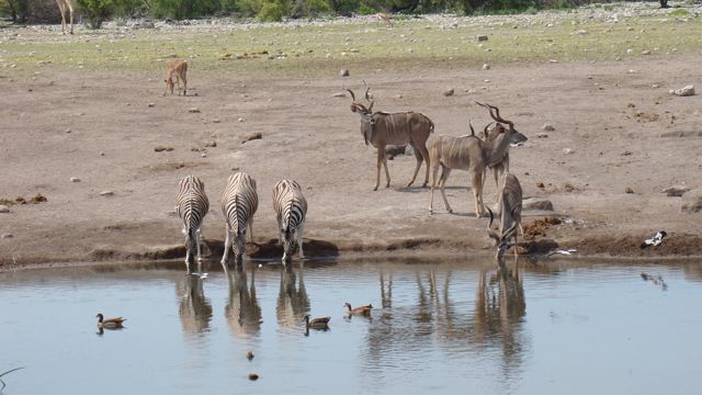 Watering hole guests