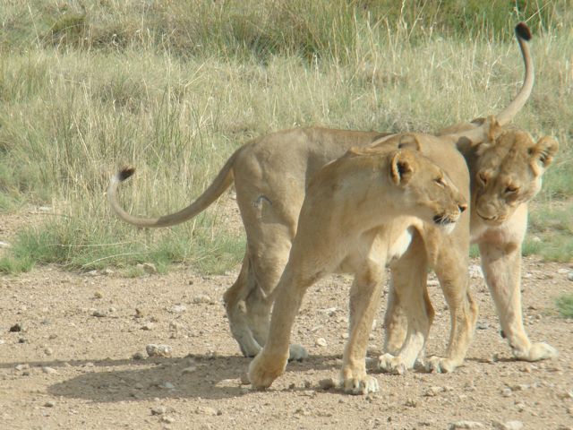 Lion Buddies