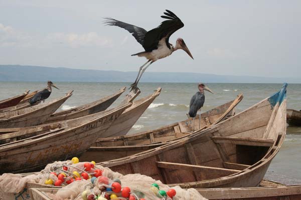 [Stork+at+Lake]