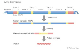what is gene expression ppt