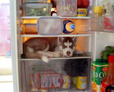 Chien frigo