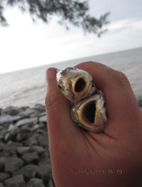 PemancinG TegaR BorneO: IBU GELAMA WOOOOO!!!