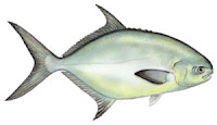 Florida Pompano Fish