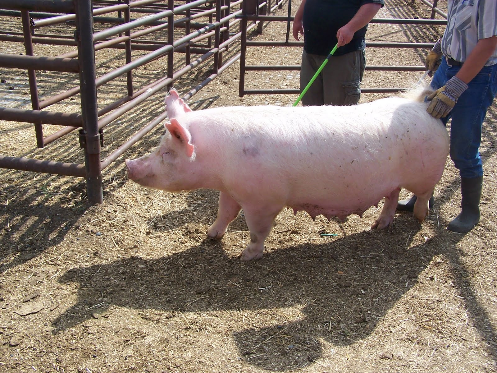 Utah Show Pigs PureBred Replacement Gilts soon for sale