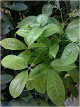 7 herba dalam kopi radix : Vitex pubescen - HALBAN