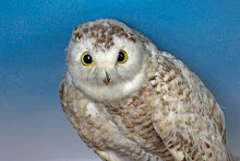 Snowy Owl