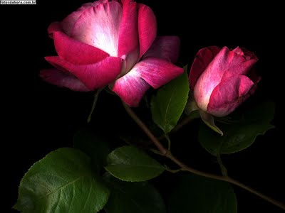 [ROSAS.jpg]