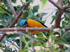 Tangará Cabeza Celeste - Euphonia cyanocephala