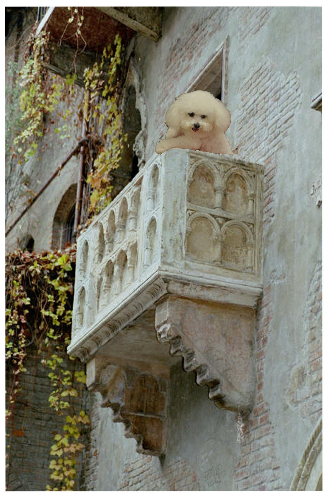 silvieon4 O Romeo, Romeo, wherefore art thou Romeo?