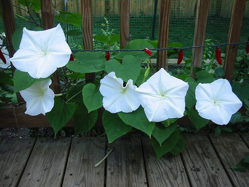 [chilis+and+moonflowers.jpg]