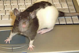 [rat-keyboard.jpg]