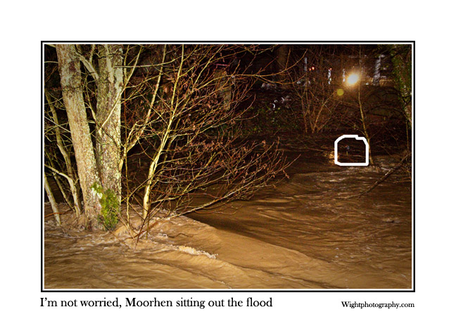 [moorhen_flood.jpg]