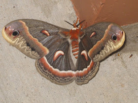 Large Moths Of Kentucky