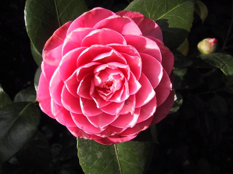 Winter bloomers, camellias