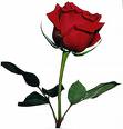 [ROSA.jpg]