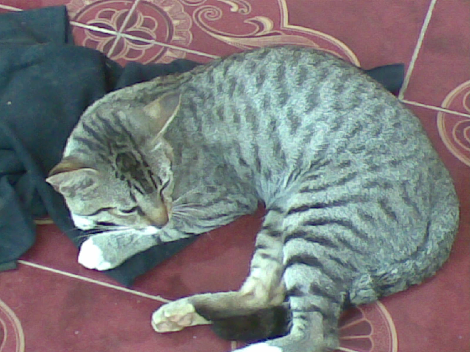 How To Tell If Your Cat Is A Maine Coon vrogue.co