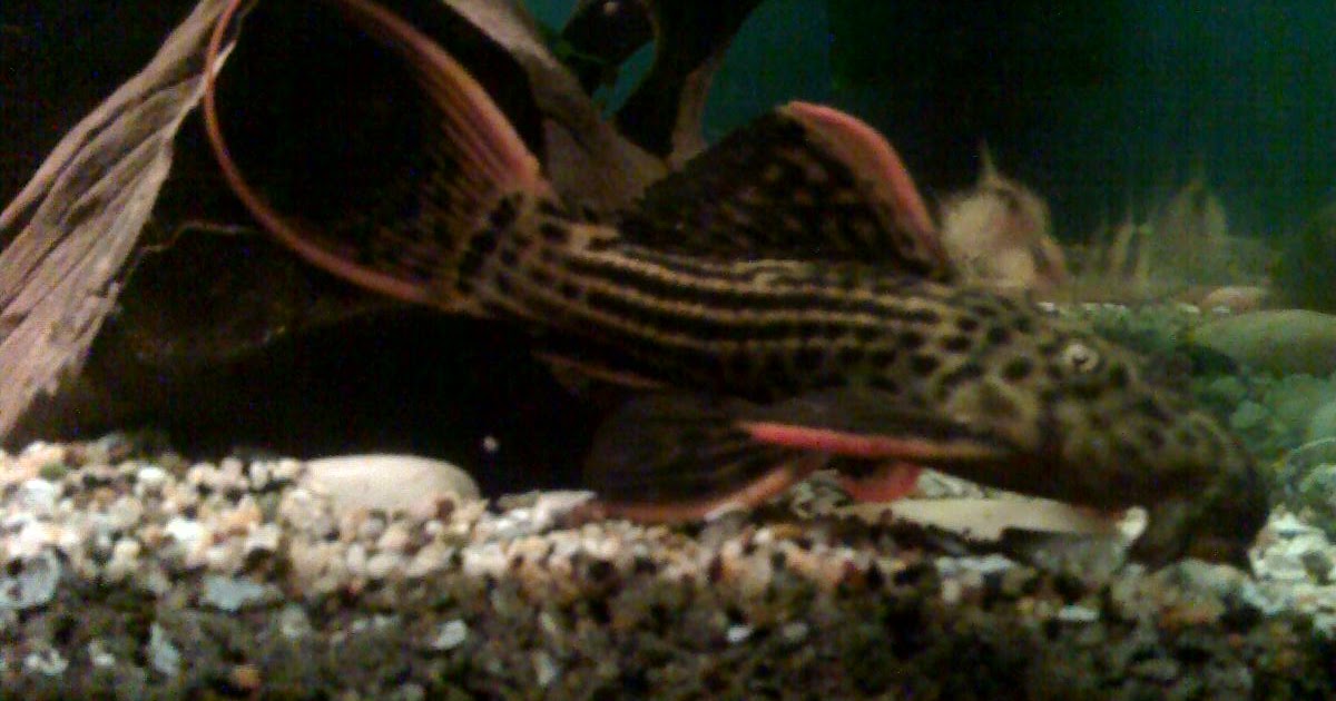 Suckered!!!!!!!!!!!!!!! L25 Scarlet Cactus Pleco Profile
