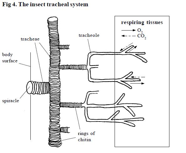 animals with trachea