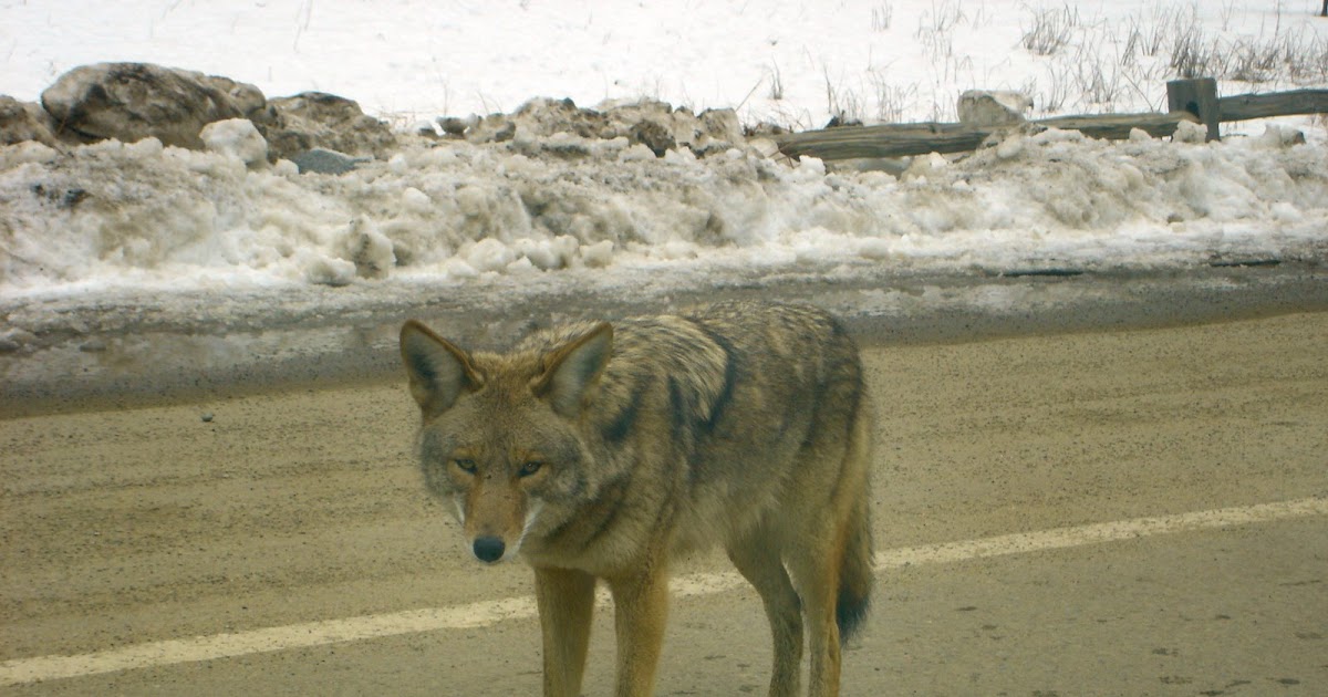 Everywhere Travel Wolves in Yosemite and a Yellowstone Photography Contest