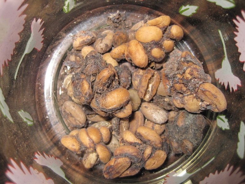 Barden Begins Cat Poop Coffee