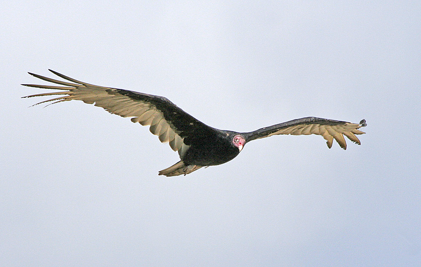 to Florida Turkey Vulture