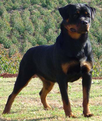 موسوعة الرود وايلر او الرود فايلر  Rotweiler