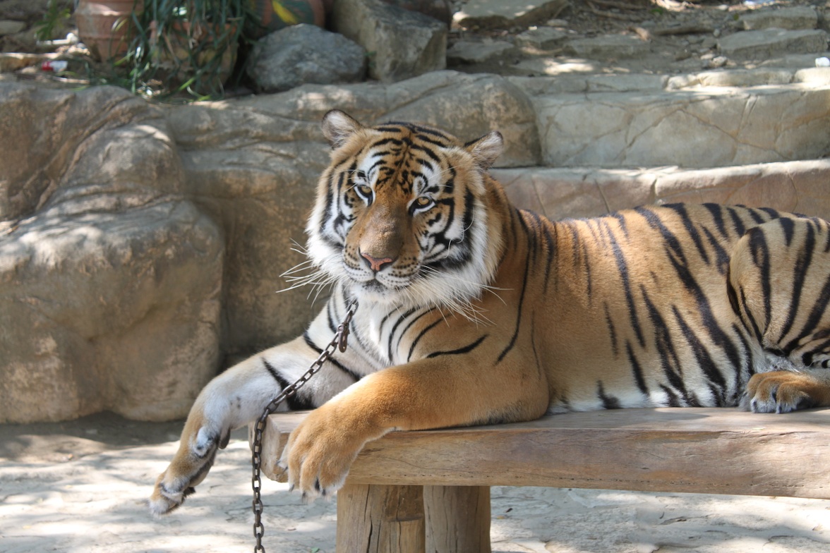 [tiger.jpg]