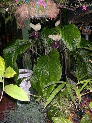 tropical house plants