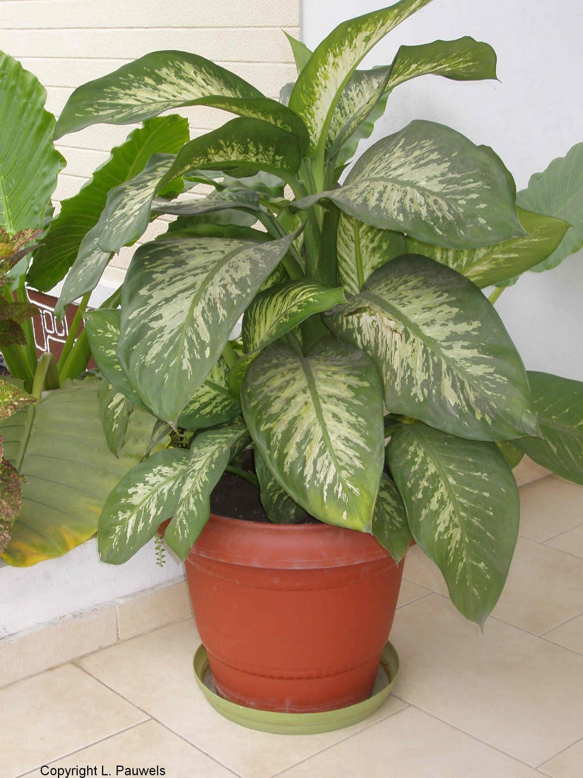 Attractive House Plants 2015 Large House Plants