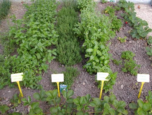 Herb Garden Design Plans