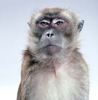 macaco_vt.jpg