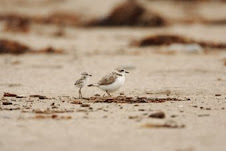 Adult Plover with Chick