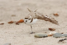 Adult Plover Wing Span