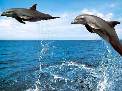 Image result for trained dolphins