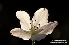 CherryBlossom