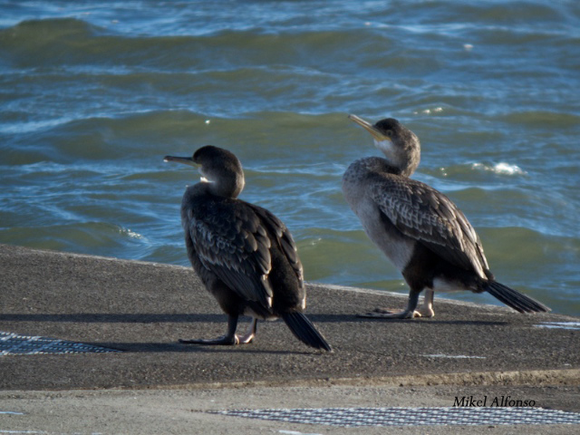 Cormoranes