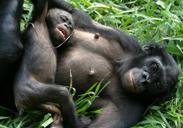 [Bonobo+3.jpg]