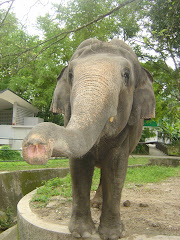 Siti the Elephant